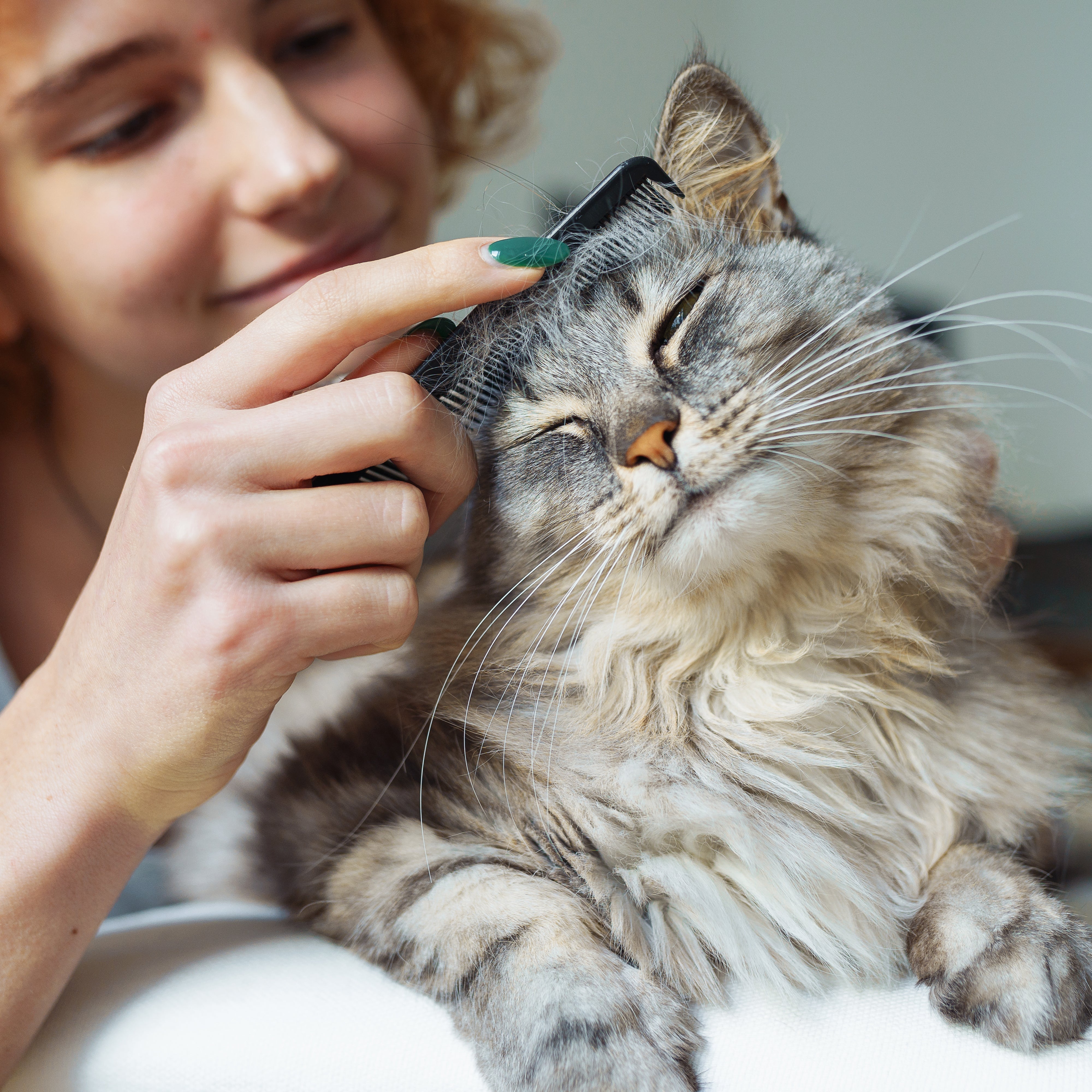 5 Brushing Mistakes 90% of Long-Haired Pet Parents Make (And How to Fix Them)