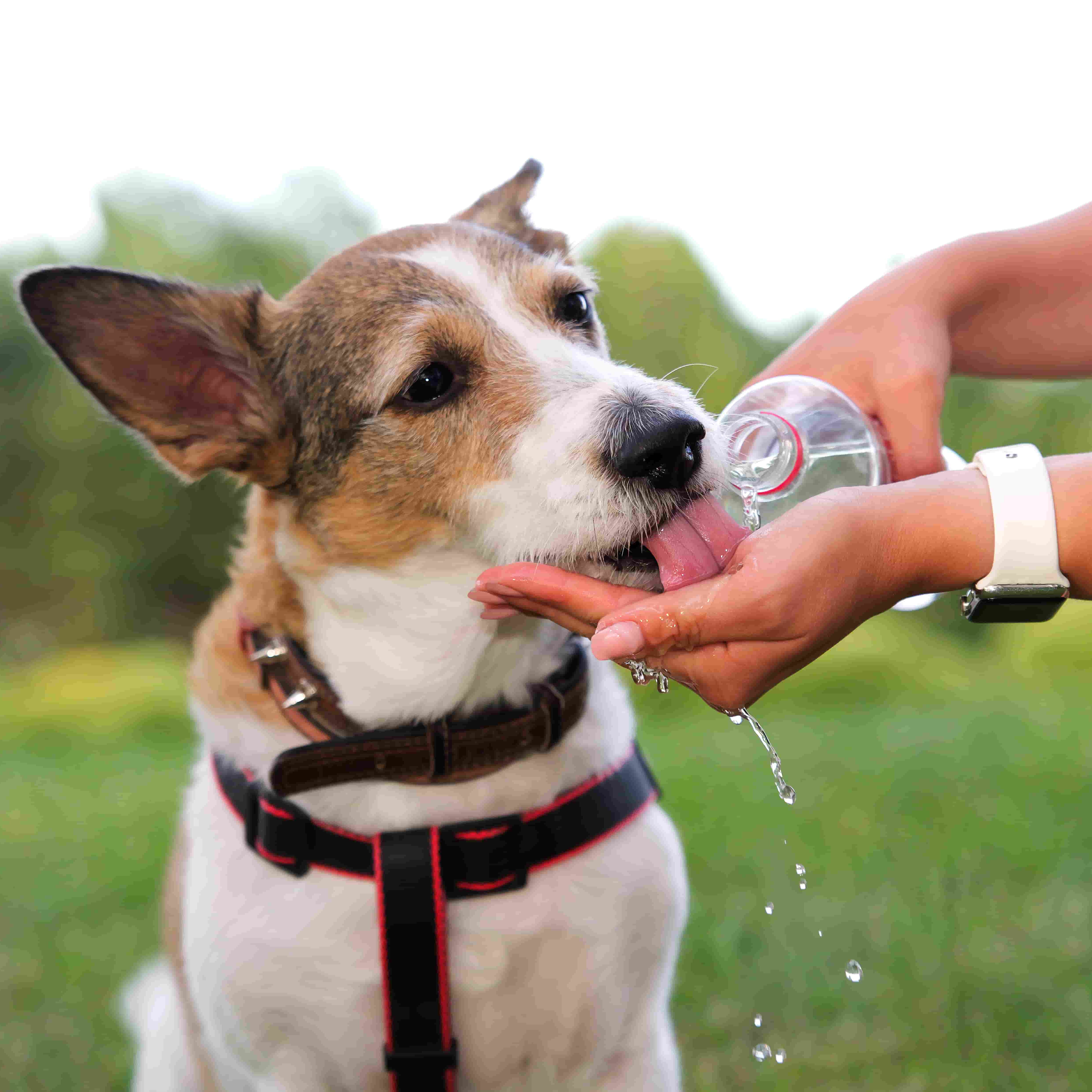 How to Keep Your Pup Cool and Comfortable This Summer