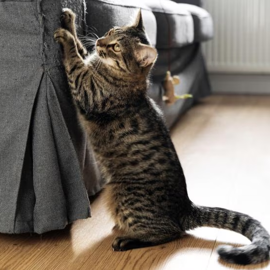 How to stop cats from scratching furniture clearance
