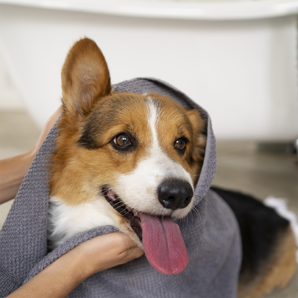 How to Keep Your Dog’s Coat Shiny & Healthy
