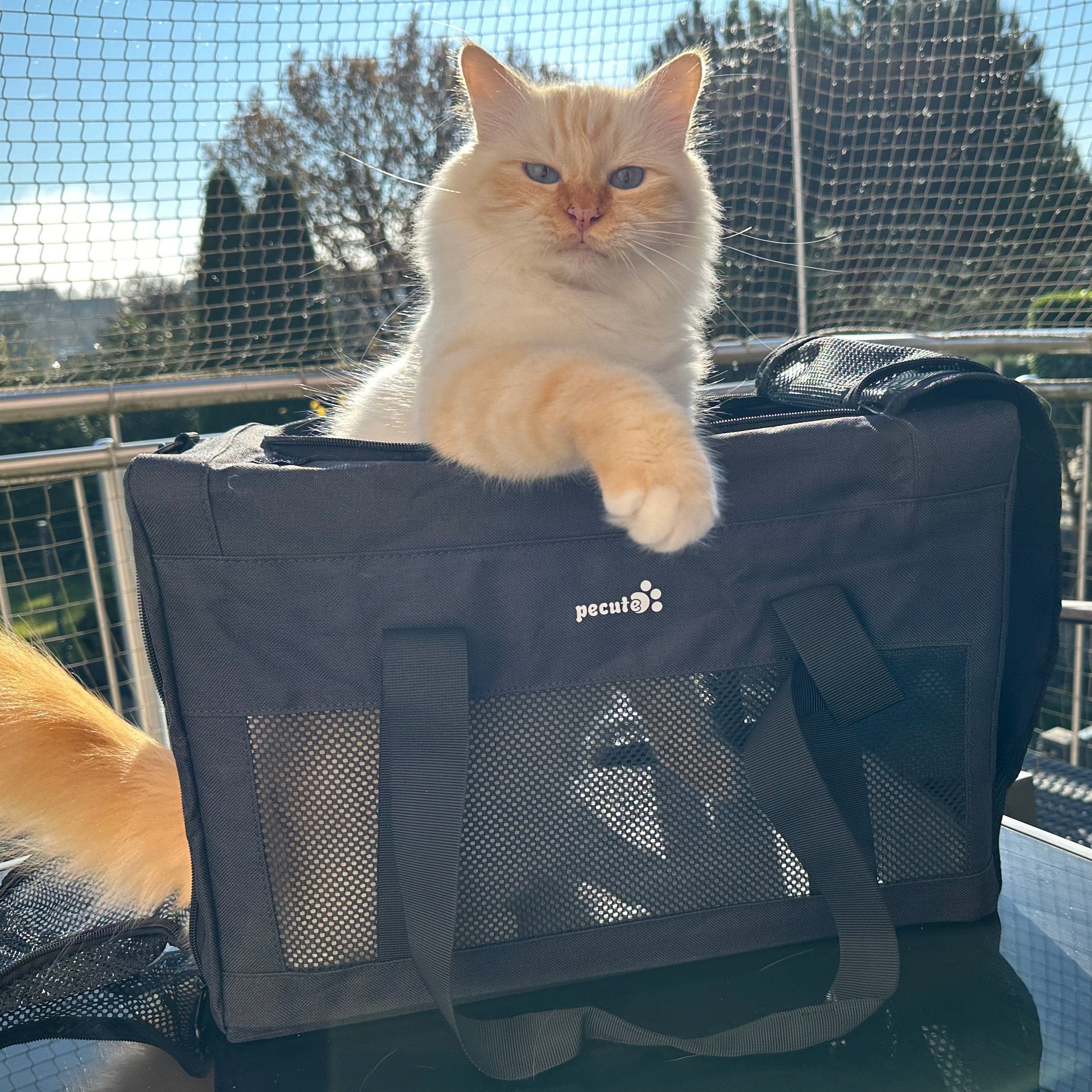 Borsa per trasportino per gatti Pecute approvata dalla compagnia aerea Telaio integrato extra stabile
