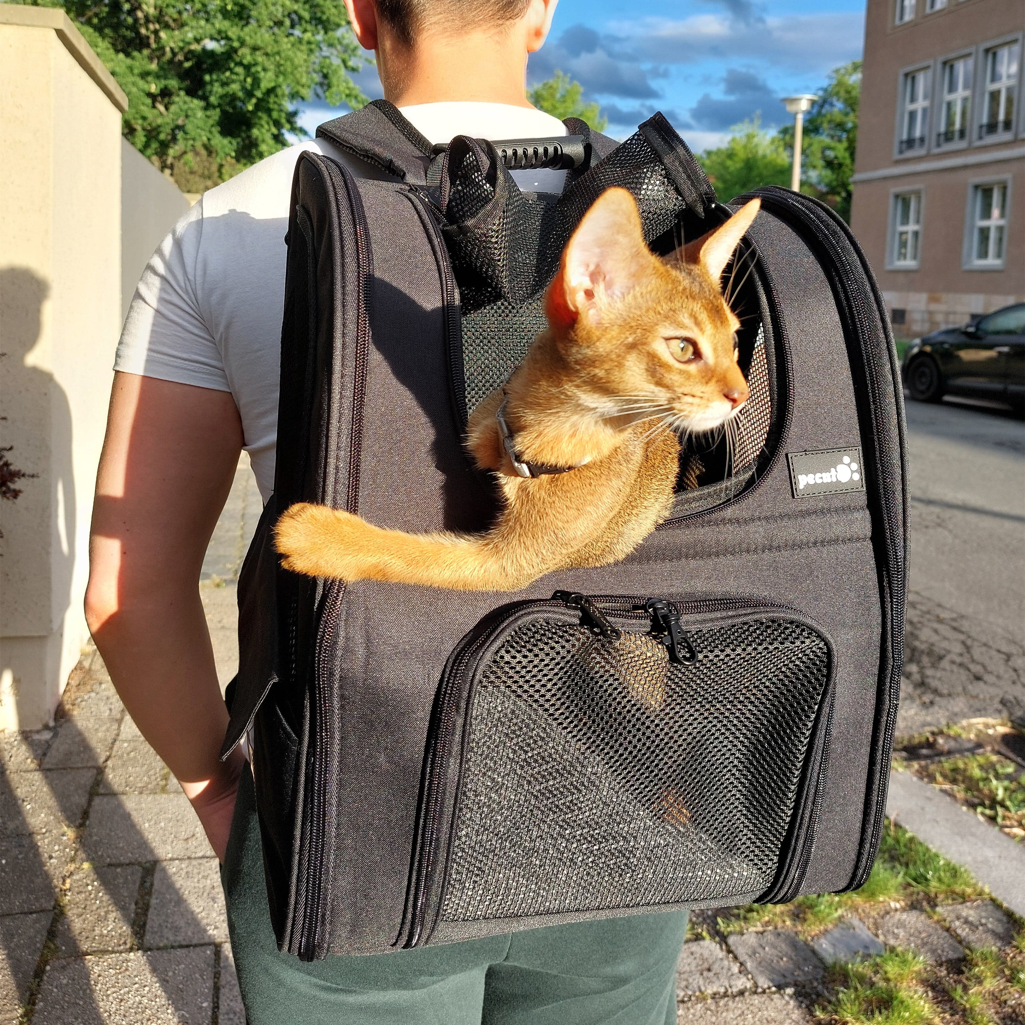 Pecute Cat Carrier Dog Backpack Expandable(Black)