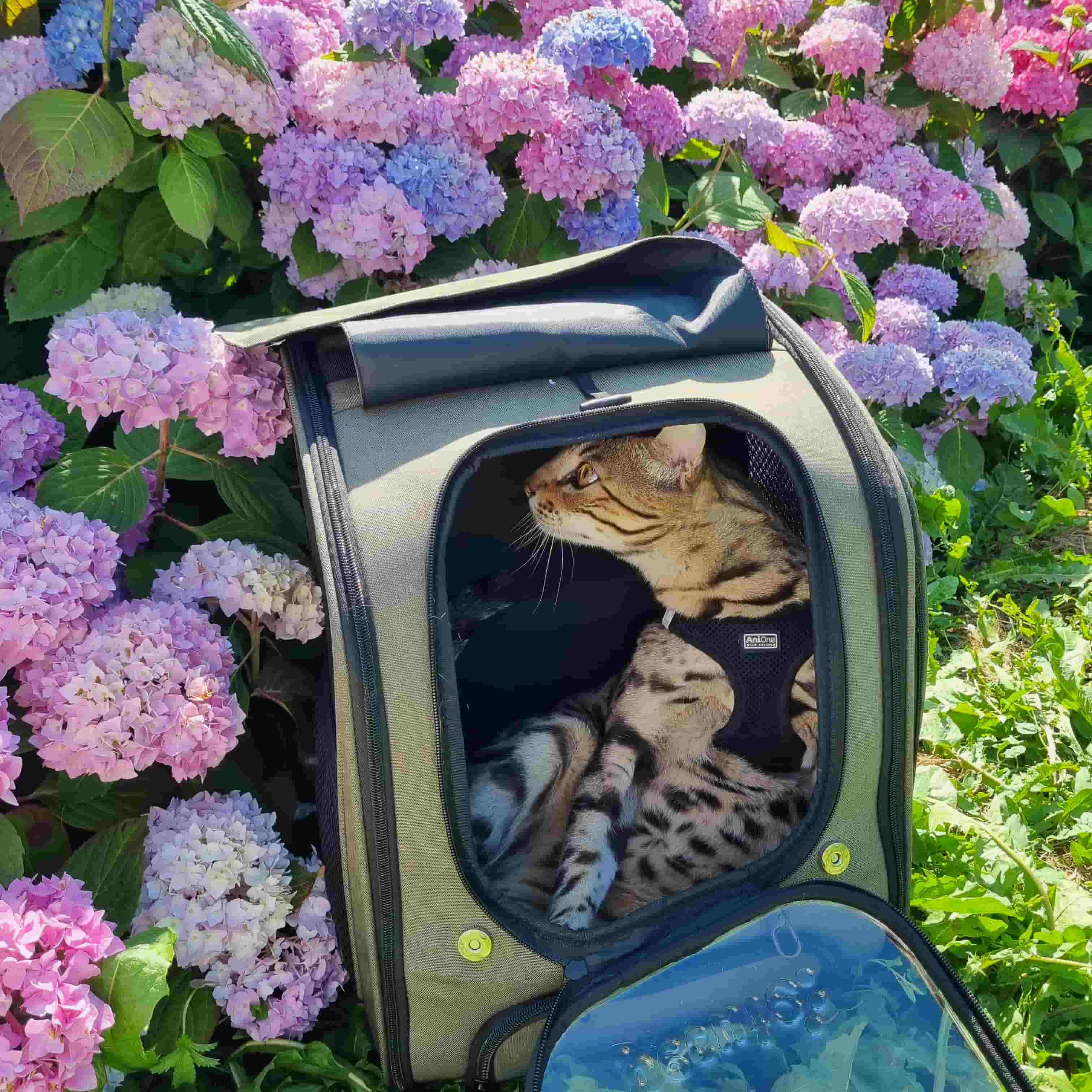 Pecute Bubble Cat Backpack Carrier Large Space Ergonomic 3D Design Breathable & Shaded