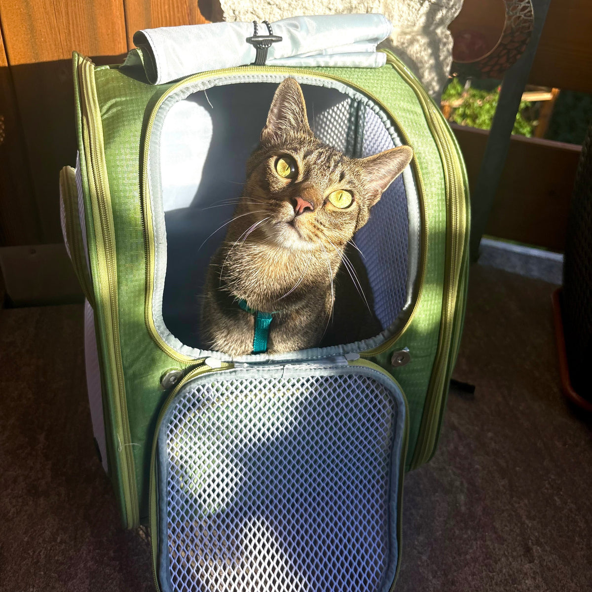 Pecute Cat Backpack Carrier, Spacious & Breathable Pet Backpack, Green