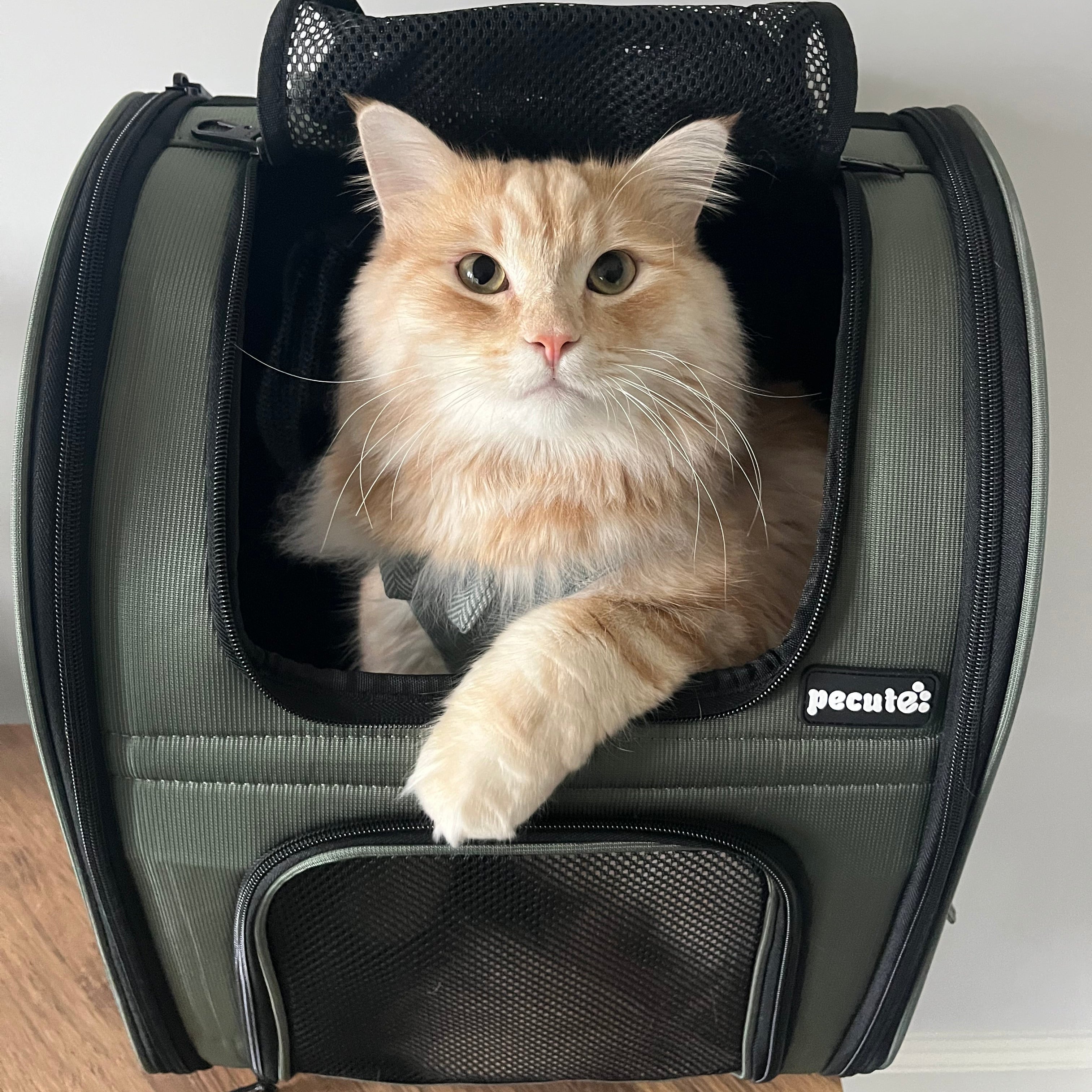 Pecute Expandable Breathable Mesh Cat Backpack Carrier (Green)