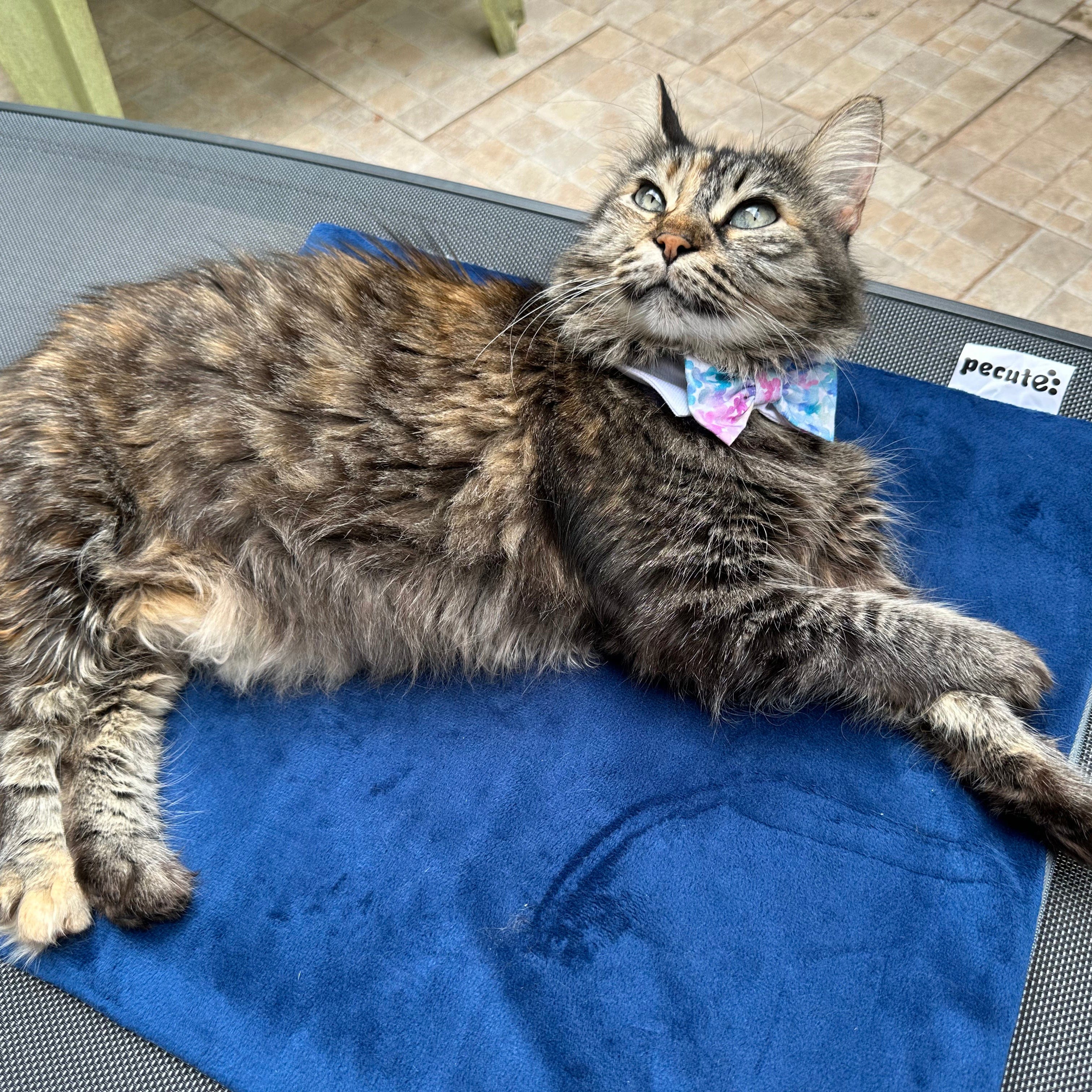 Cuscinetto riscaldante per animali domestici Pecute 6 Temperatura regolabile con timer