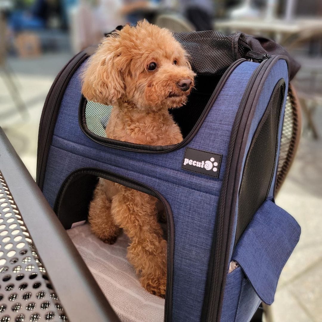 Pecute Cat Carrier Dog Backpack Expandable (Blue)