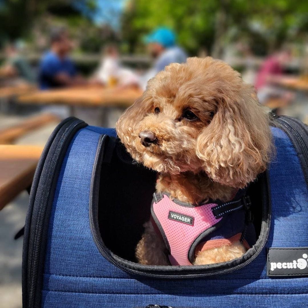 Pecute Cat Carrier Dog Backpack Expandable (Blue)