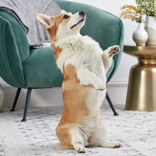 10 Fun and Popular Dog Tricks Any Dog Can Learn