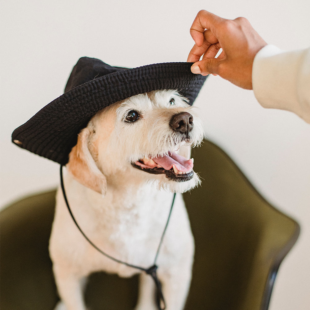 How to Stop Your Dog From Pulling on the Leash