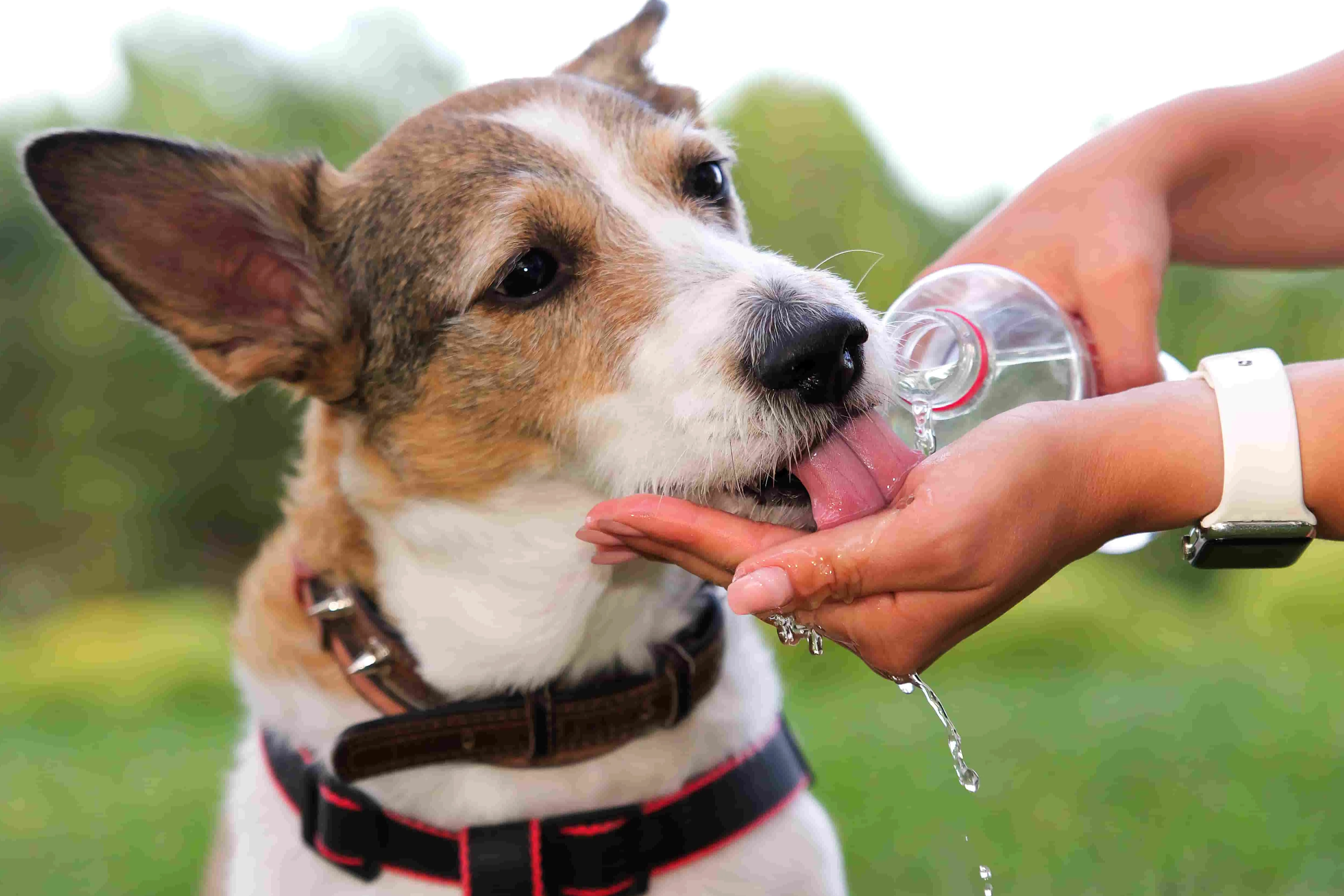 How to Keep Your Pup Cool and Comfortable This Summer