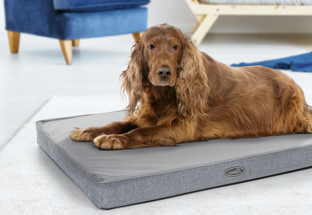 What Bed Does Your Dog Want?