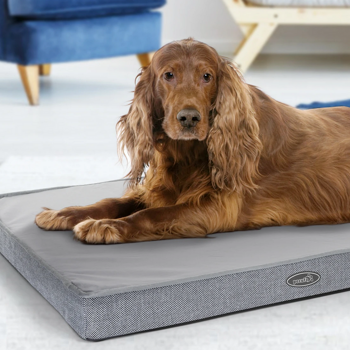 What Bed Does Your Dog Want?
