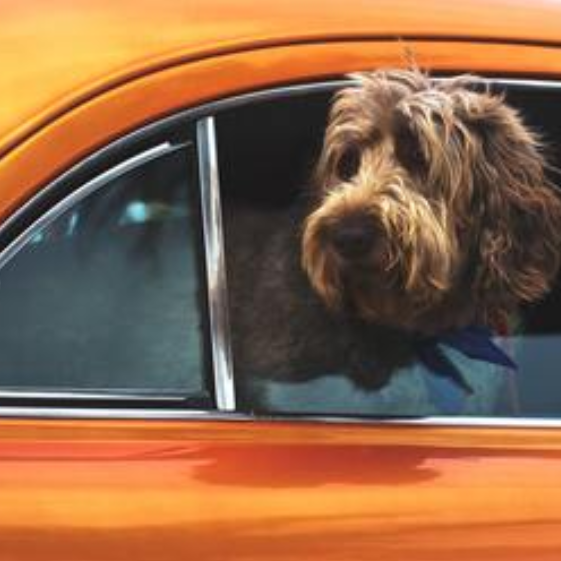 10 Ways to Help Your Dog Enjoy Car Travel