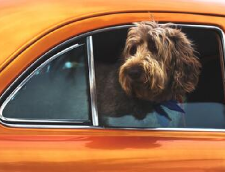 10 Ways to Help Your Dog Enjoy Car Travel