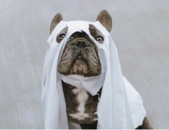 Three Tips to Keep Your Doggo Safe During Halloween