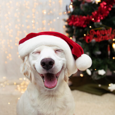Christmas Tree Safety Tips For Dogs