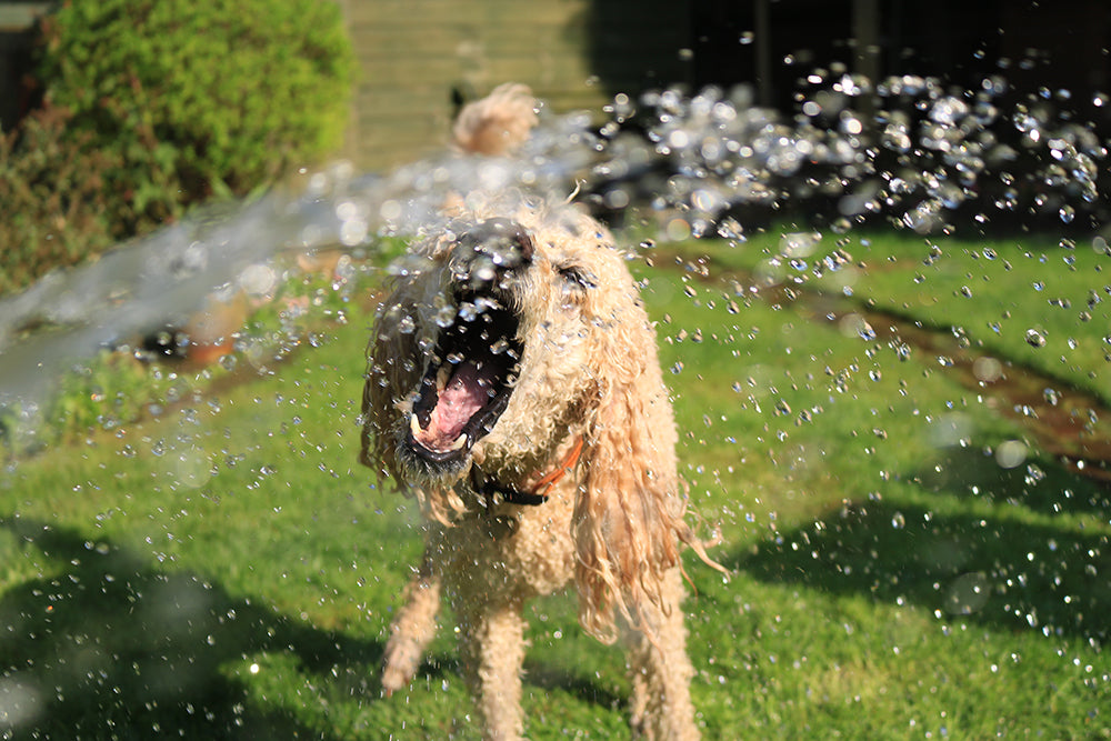 How To Prevent Heat Stroke In Dogs