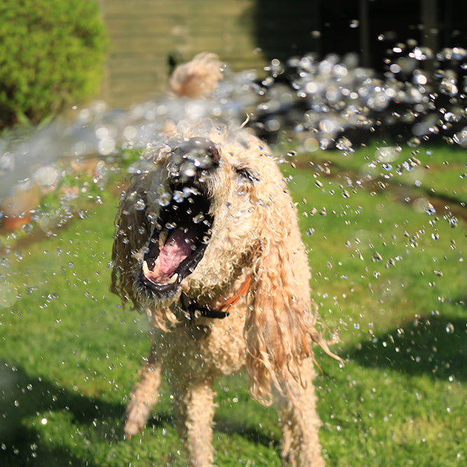 How To Prevent Heat Stroke In Dogs