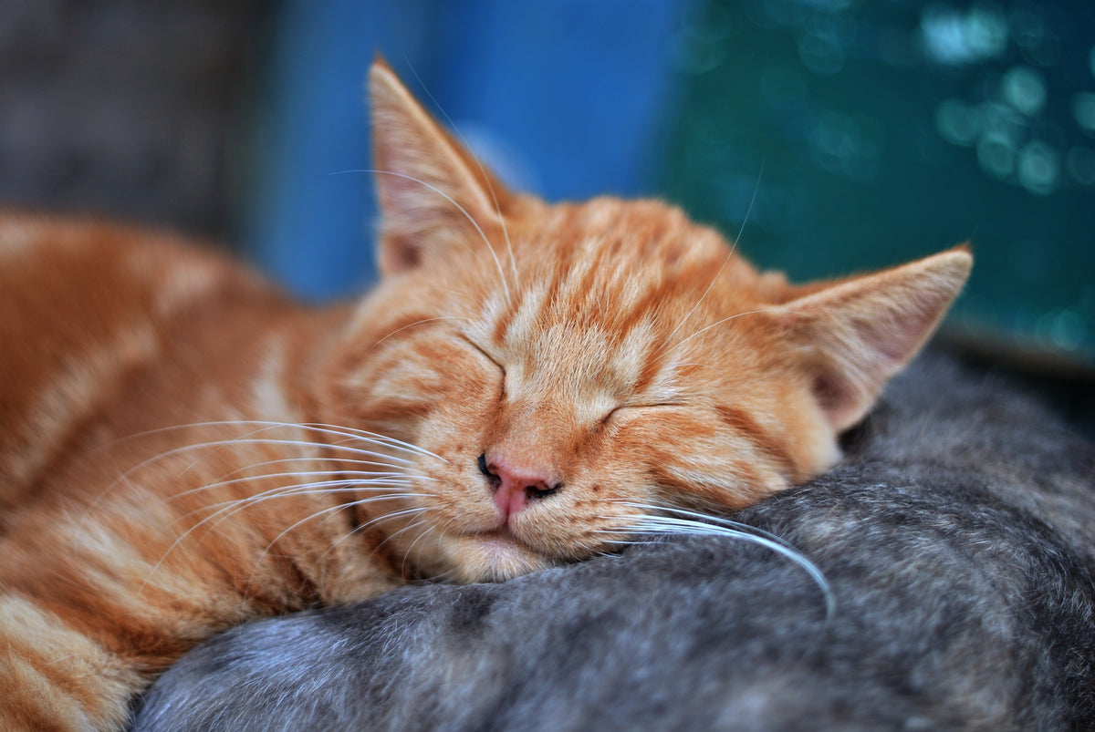 Come impedire che il gatto urini su letto e divano