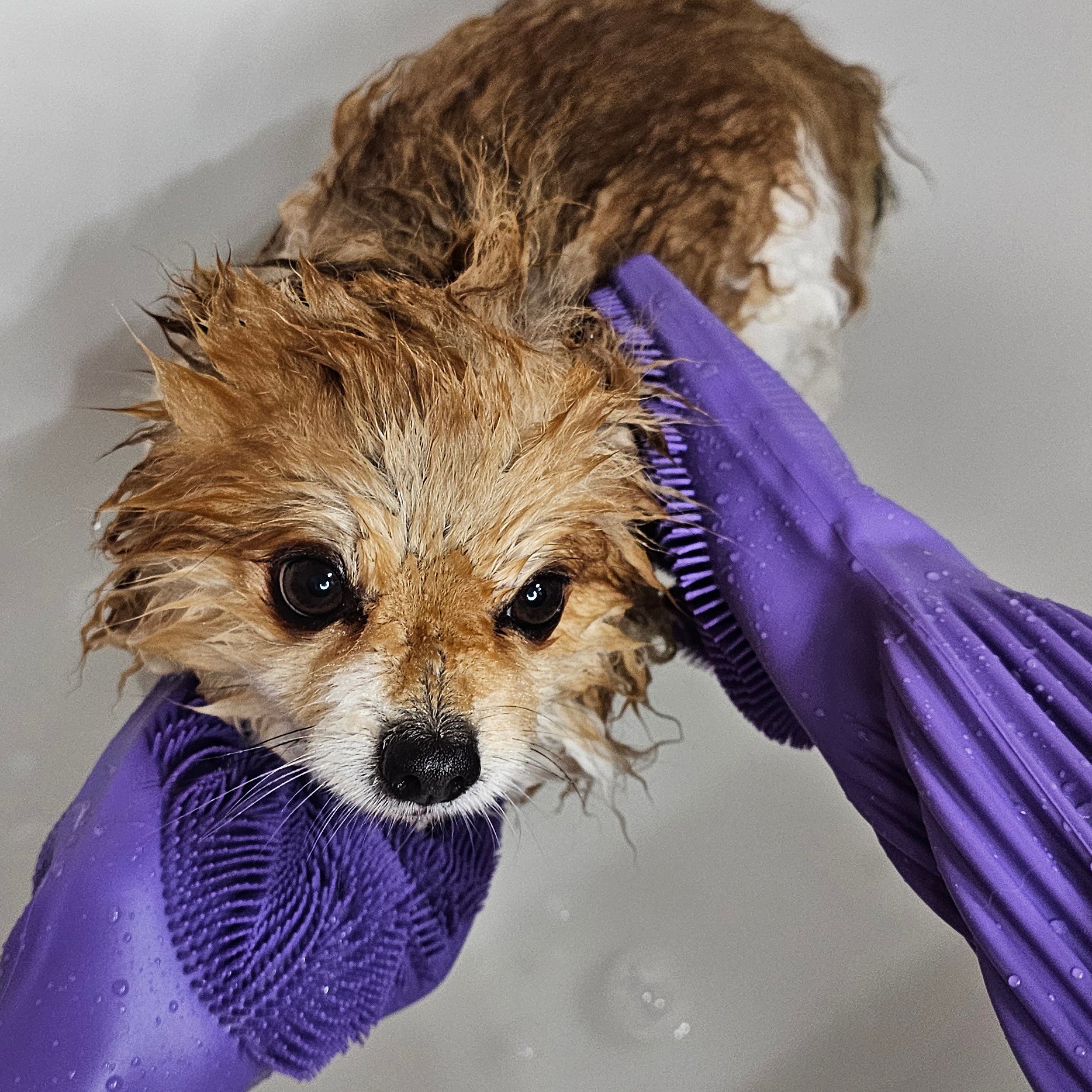 Pecute Extension Dog Wash Mitt Bade- und Fellpflegehandschuhe