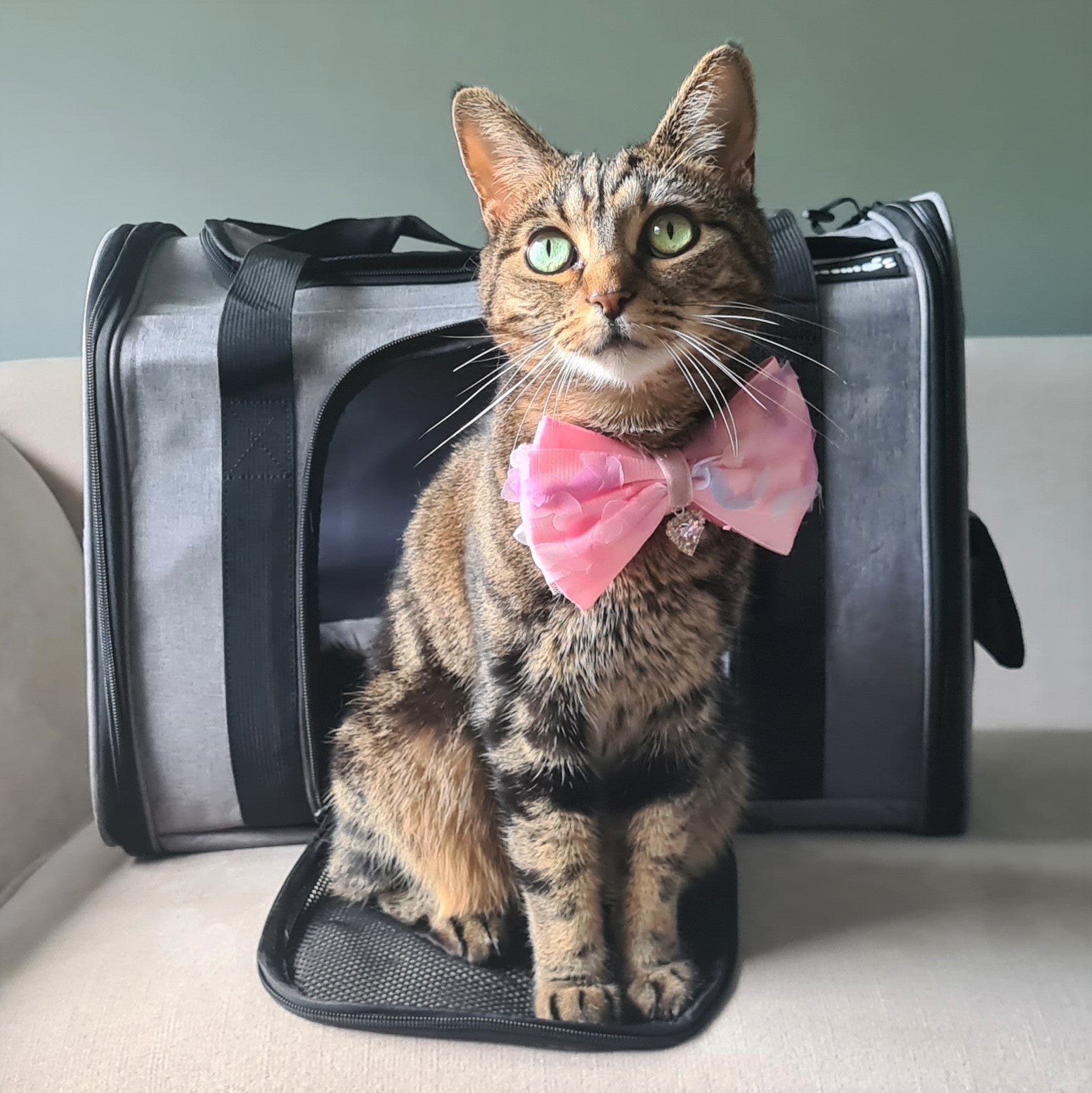 Pecute® Sac de transport pour animaux de compagnie grand, sac à main de transport pour chat