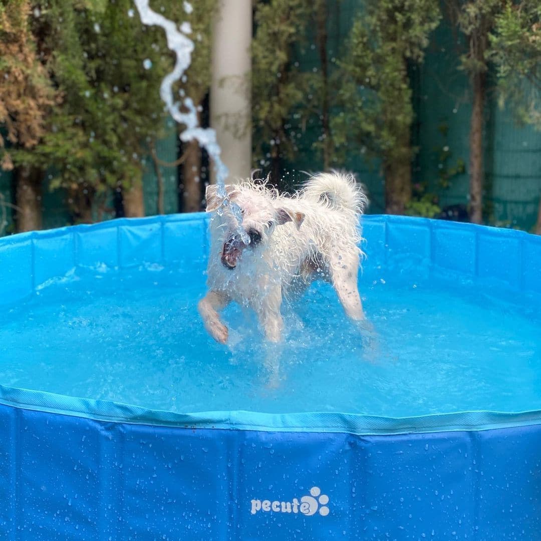 Pecute Paddling Pool for Pets& Kids（XL）.