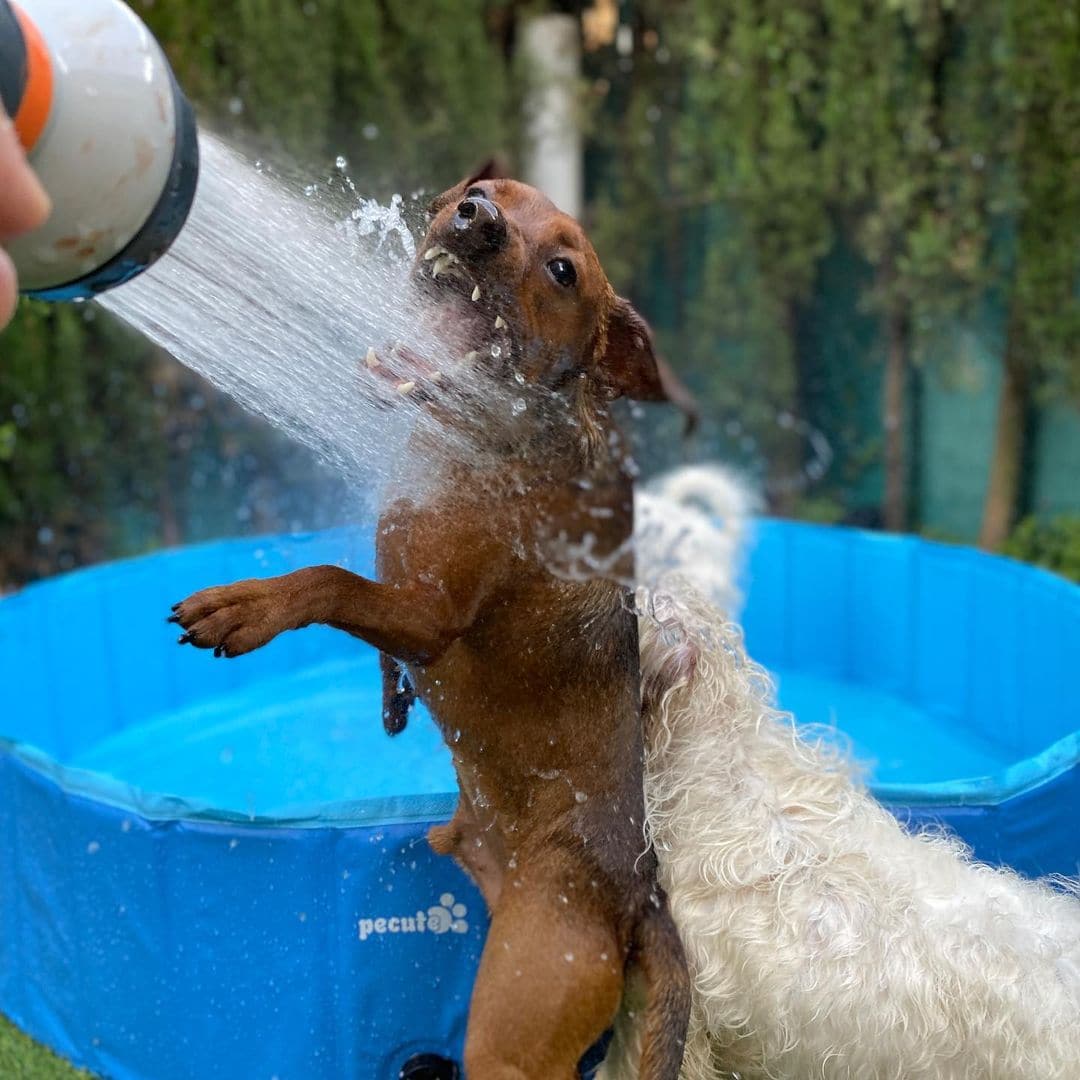 Pecute Paddling Pool for Pets& Kids（XL）.