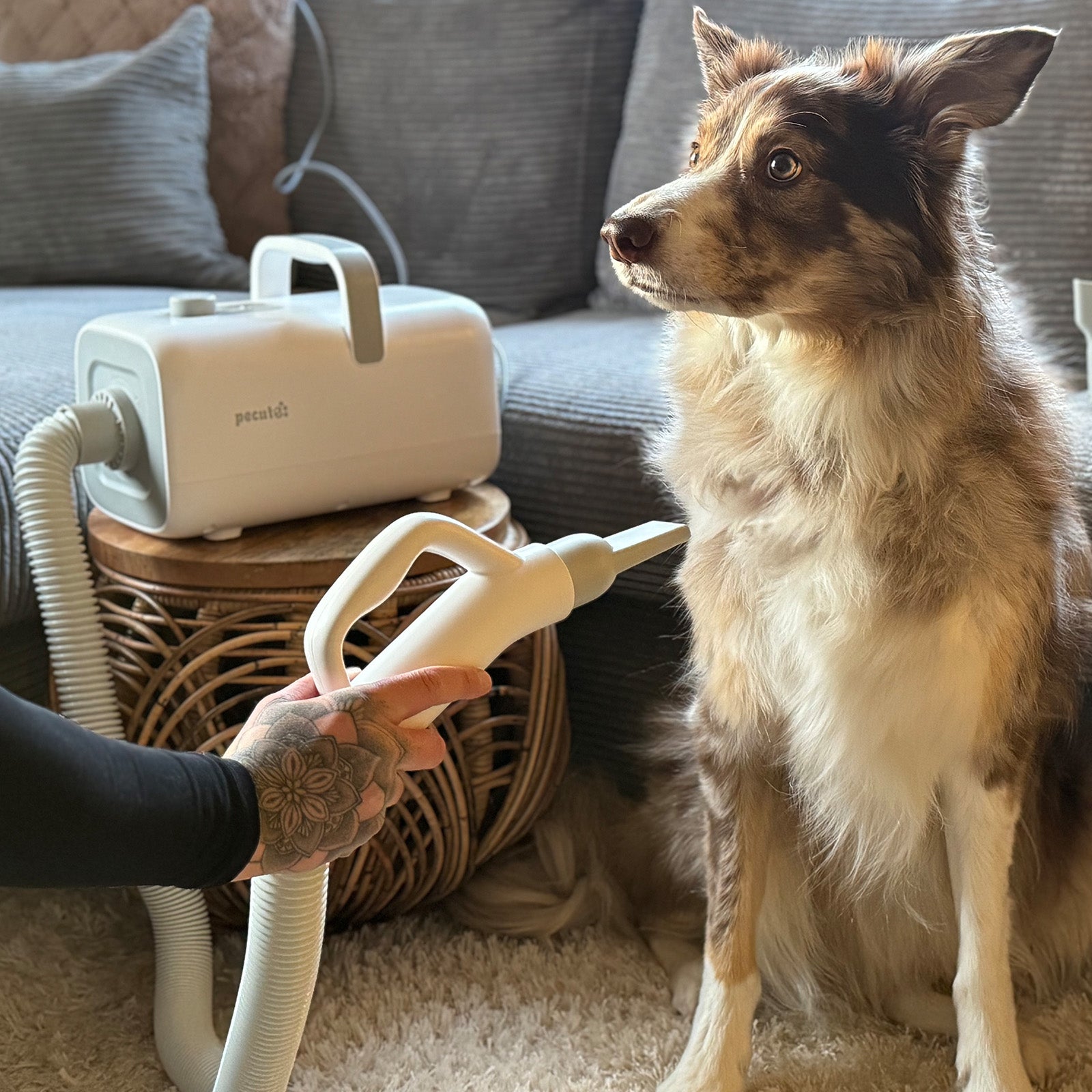 Pecute Dog Dryer with Cool-Warm-Hot Cycle Mode