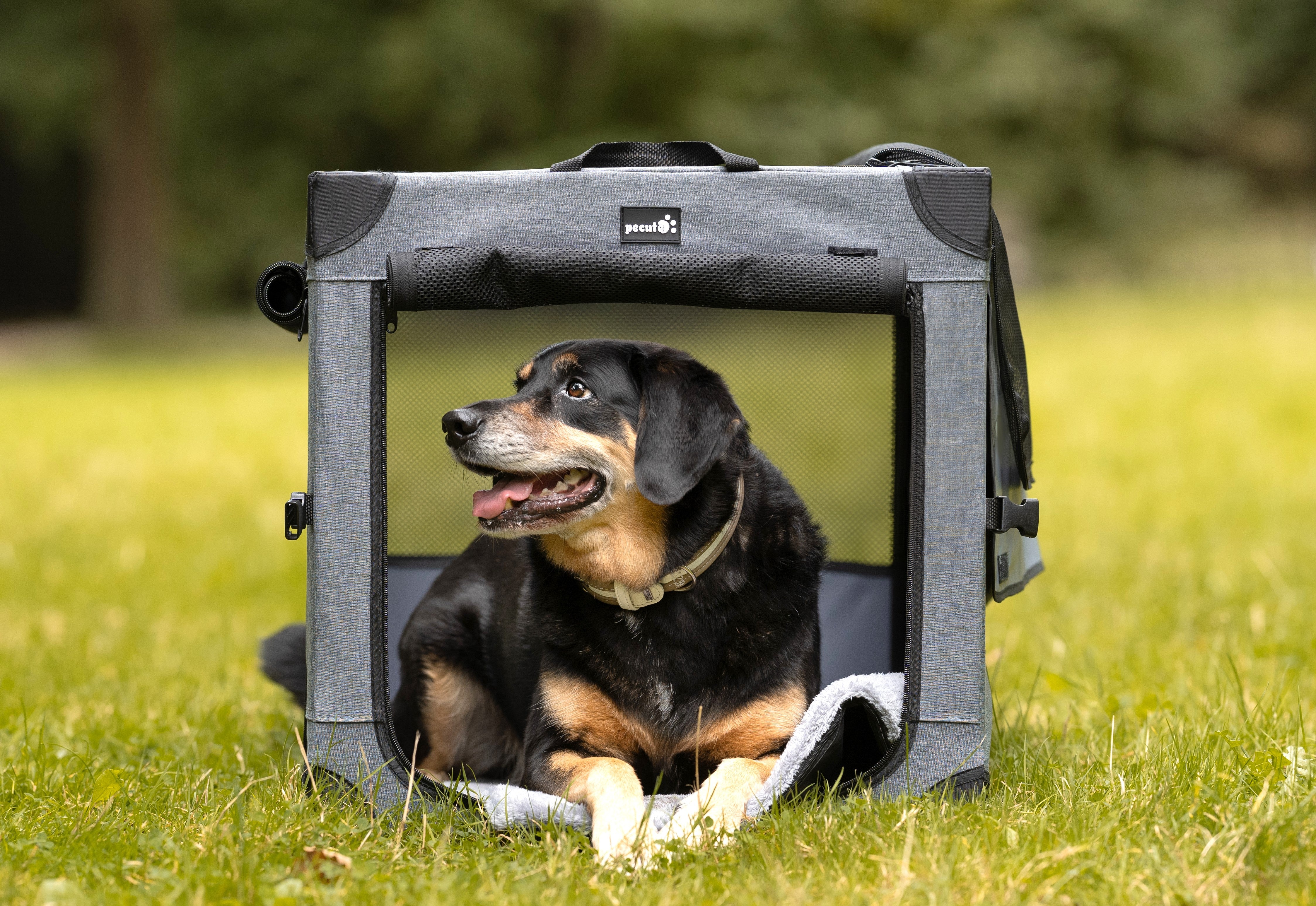 Pecute Dog Carrier, Collapsible Dog Crate with Breathable Mesh