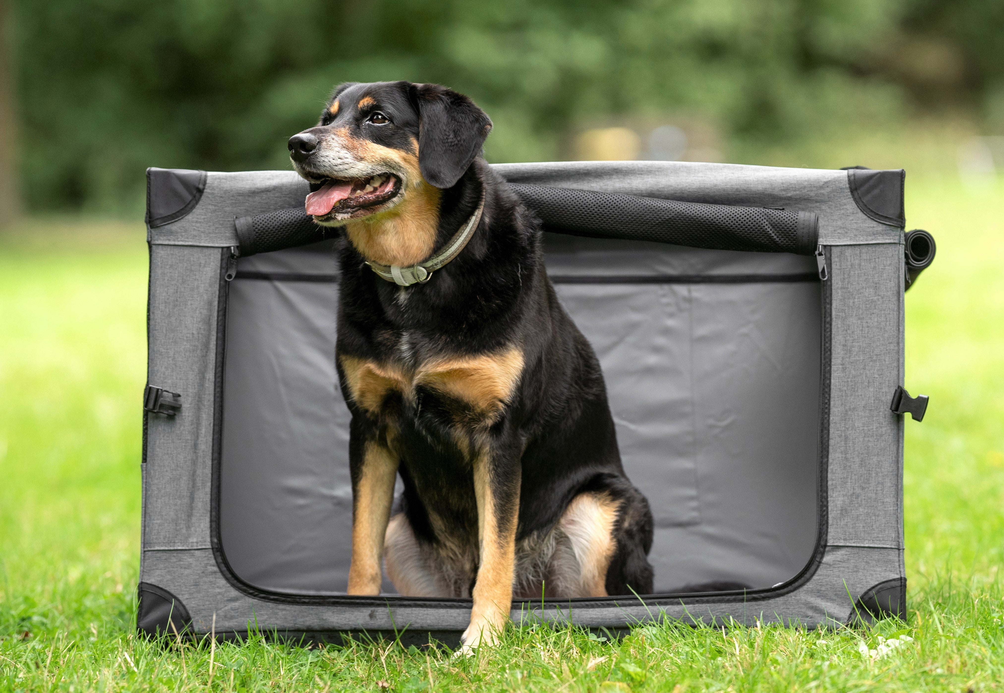 Pecute Dog Carrier, Collapsible Dog Crate with Breathable Mesh