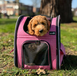 Pecute Cat Carrier Dog Backpack Expandable (Pink)