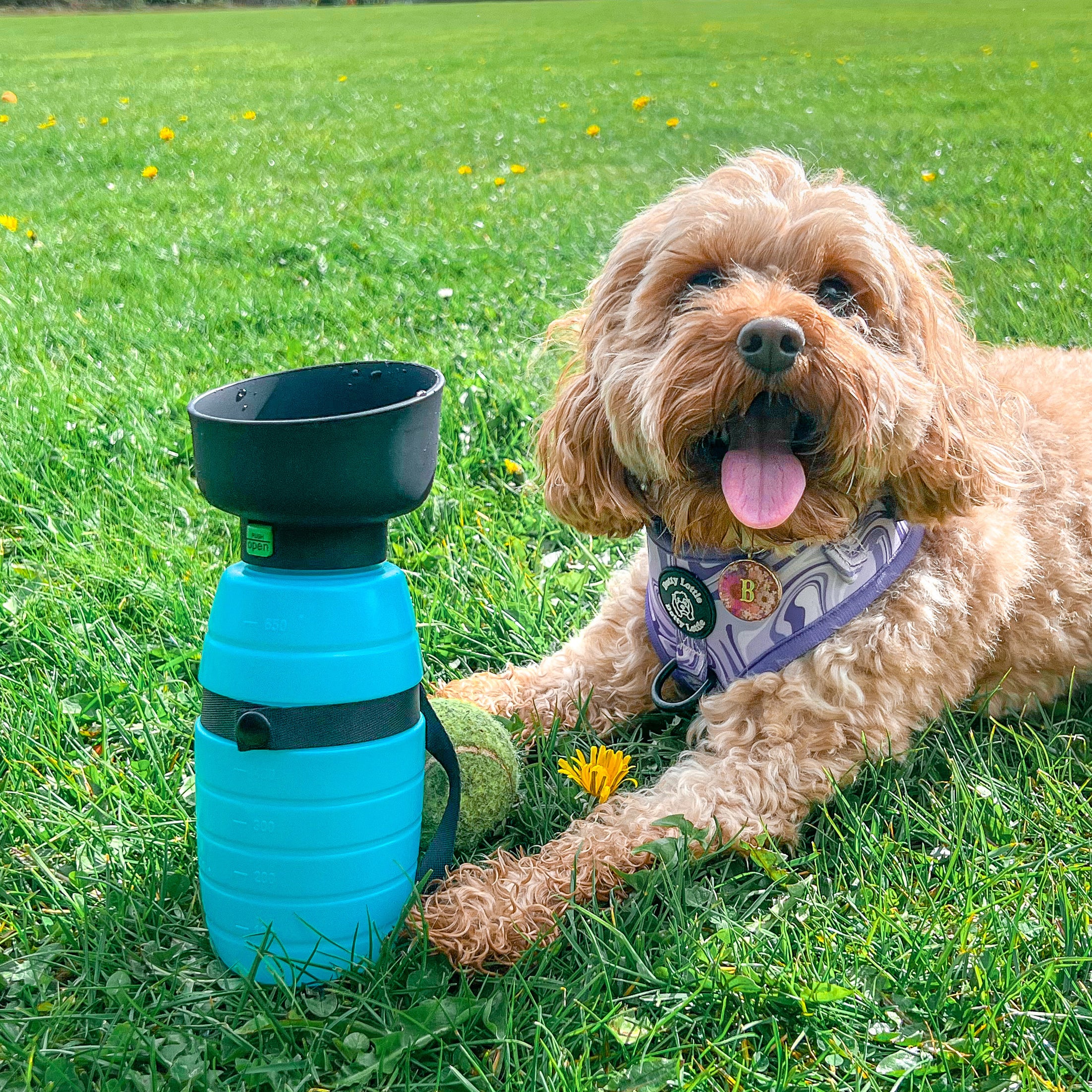 Bouteille portative de l'eau de chien de Pecute 500/650/850ml (bleu)