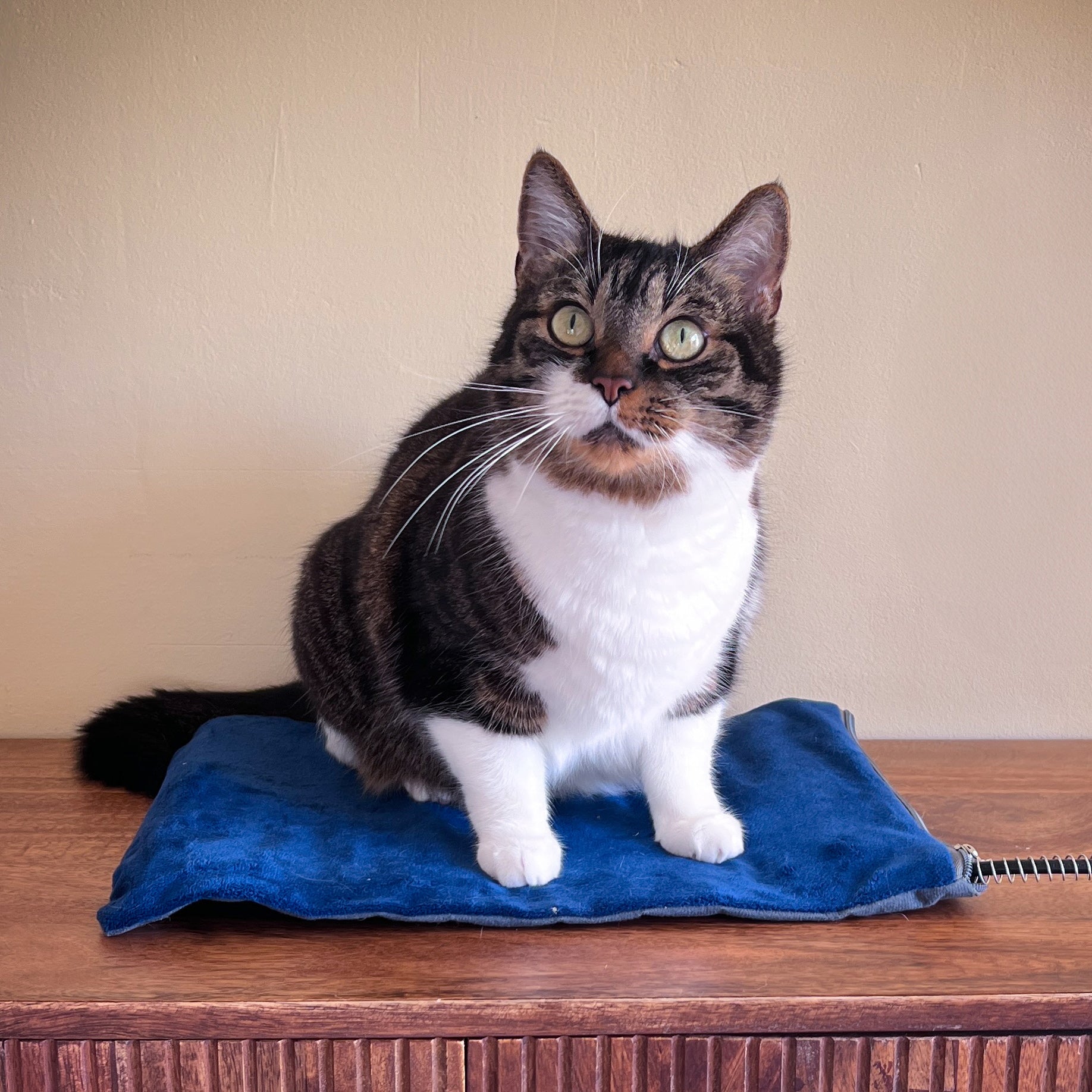 Coussin chauffant pour animaux de compagnie Pecute sécurité de chauffage à température constante électrique