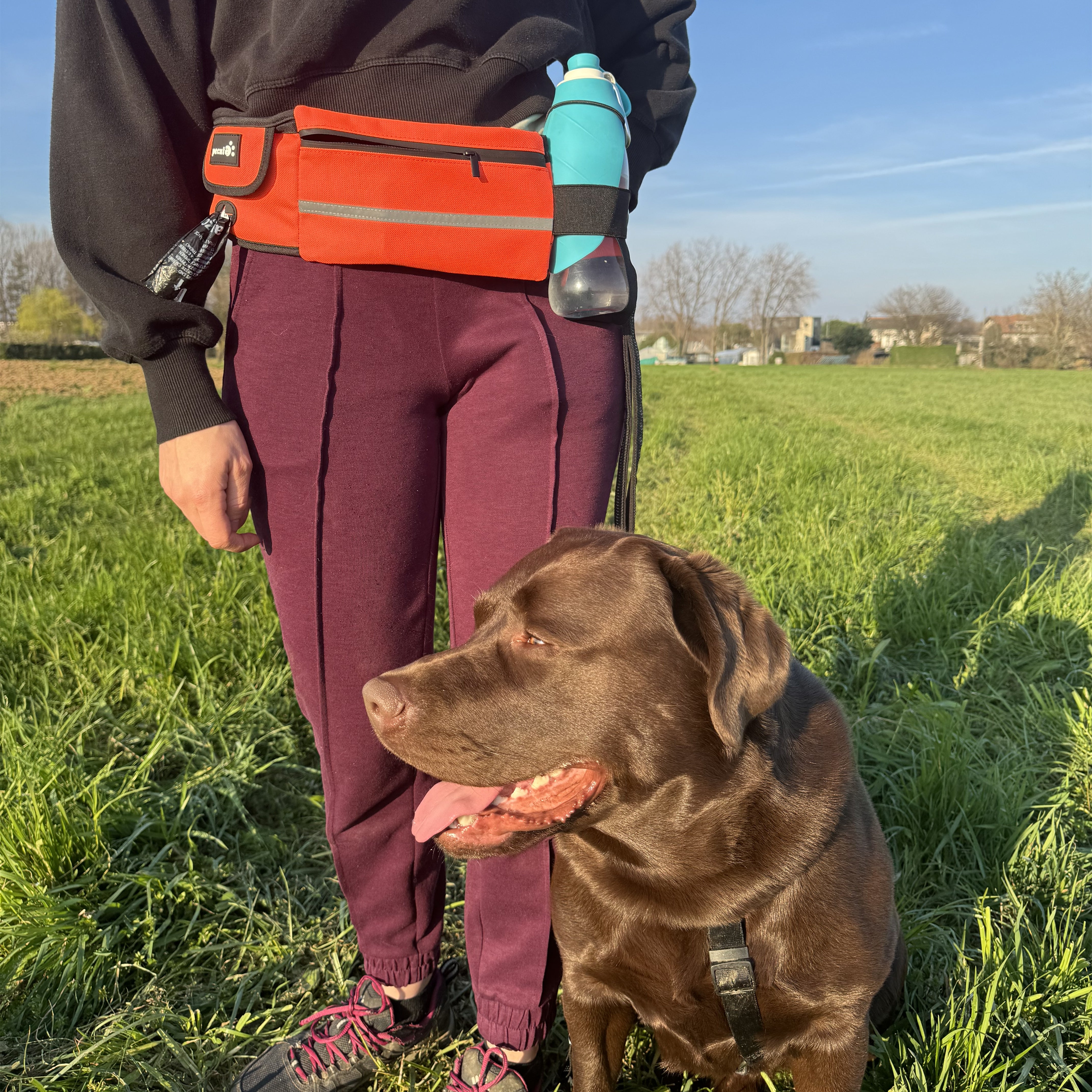 Laisse pour chien mains libres Pecute avec pochette (rose)