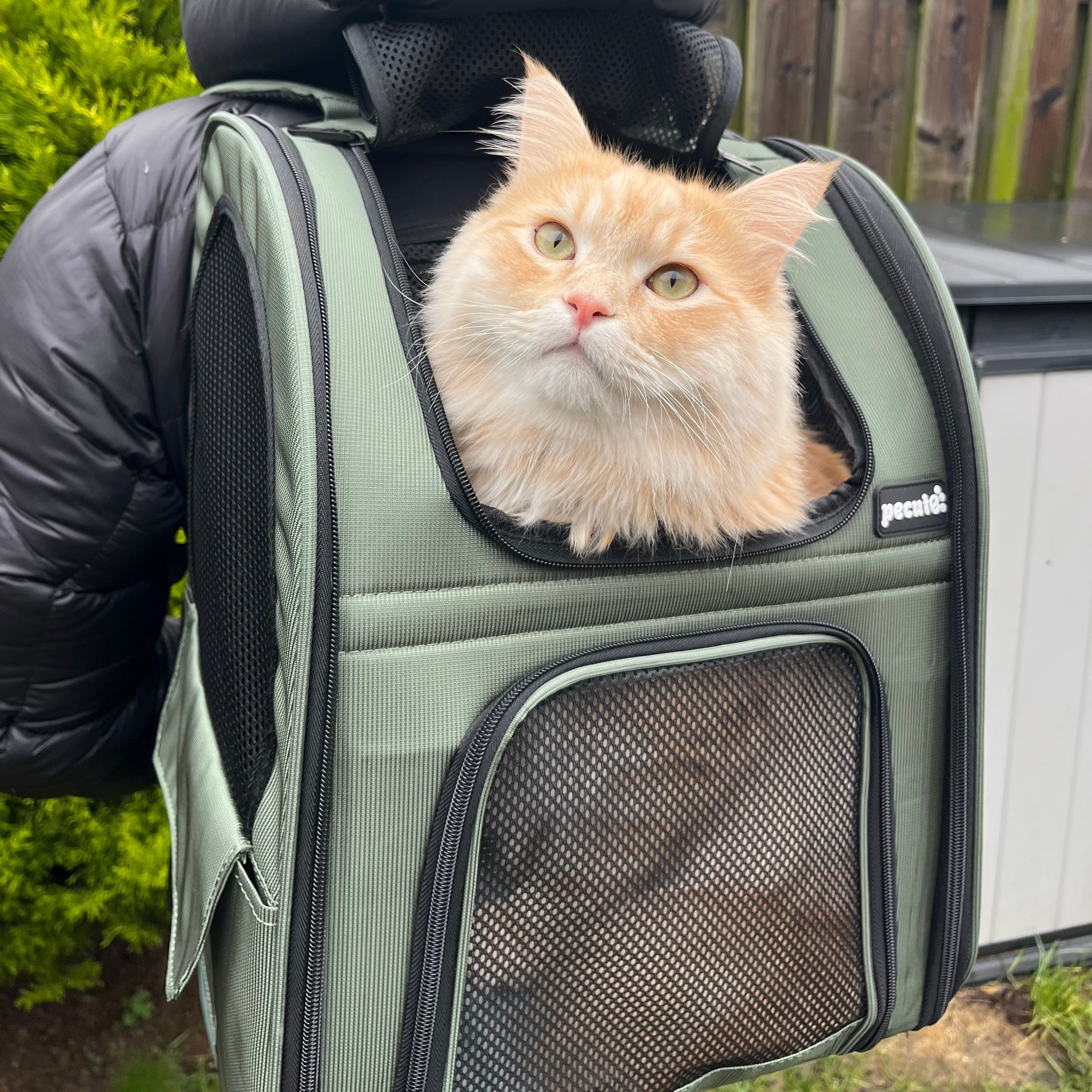 Pecute Expandable Breathable Mesh Cat Backpack Carrier (Green)