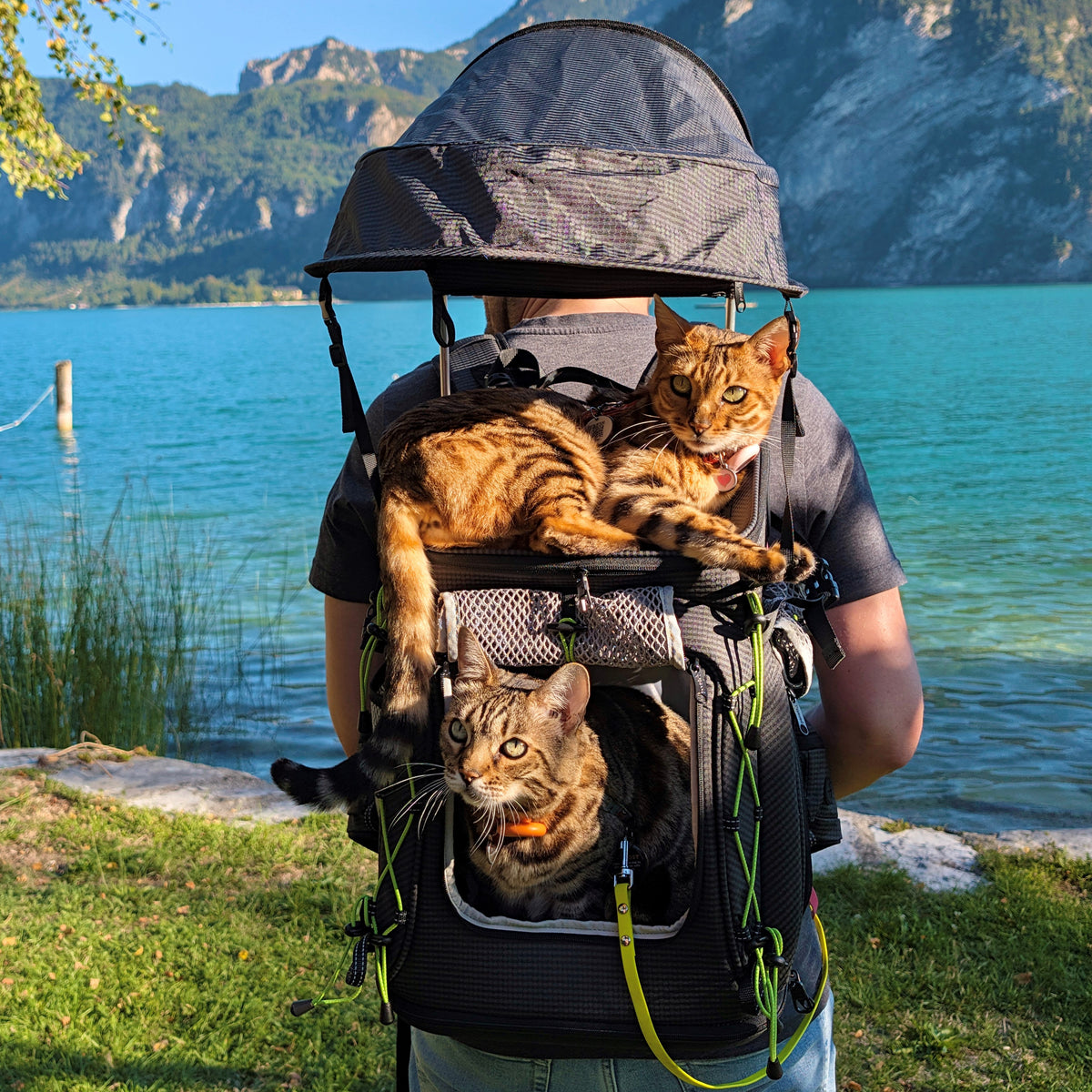 Pecute Travel Cat Backpack Carrier,Hiking Pet Backpack,Black,Up to 11 lbs